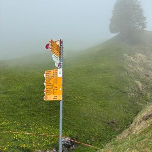 Bergvogel (8)